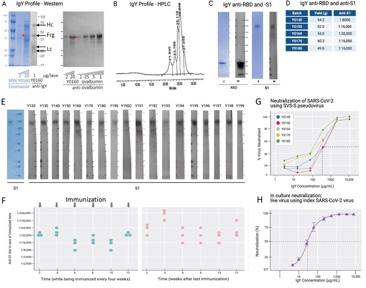 IgY purification and characterization. (A) Western blot analysis of the IgY preparation. (B) HPLC profile of the IgY preparation. (C) Western blot analysis of anti-SARS- CoV-2 IgY against RBD fragment and full S1 recombinant protein. (D) IgY yield for various batches derived from 100 eggs each. (E) Western blot data of different lots of anti-SARS-CoV-2 RBD IgY (Y0120-Y0199). Pools of 100 eggs laid by 9 hens over 2 weeks were used for each pool of IgY preparation between May 2020 and March 2021. IgY lot samples were diluted 1:500 followed by a 1:3000 dilution of rabbit anti-IgY HRP conjugate. First left lane shows the Coomassie stain of the same gels. (F) Time-dependent ELISA titers of sera from 3 individual hens following continual immunization (left); arrows indicate immunization timing. Time-dependent ELISA titer of 3 hens after immunization was stopped for up to 12 weeks (right). (H) Neutralization of pseudovirus SARS-CoV-2 by various lots of anti-SARS-CoV-2 RBD IgY (conducted at RetroVirox). (I) Neutralization of live index SARS-CoV-2 virus by anti-SARS- CoV-2 RBD IgY (Y0180, conducted at USAMRIID).