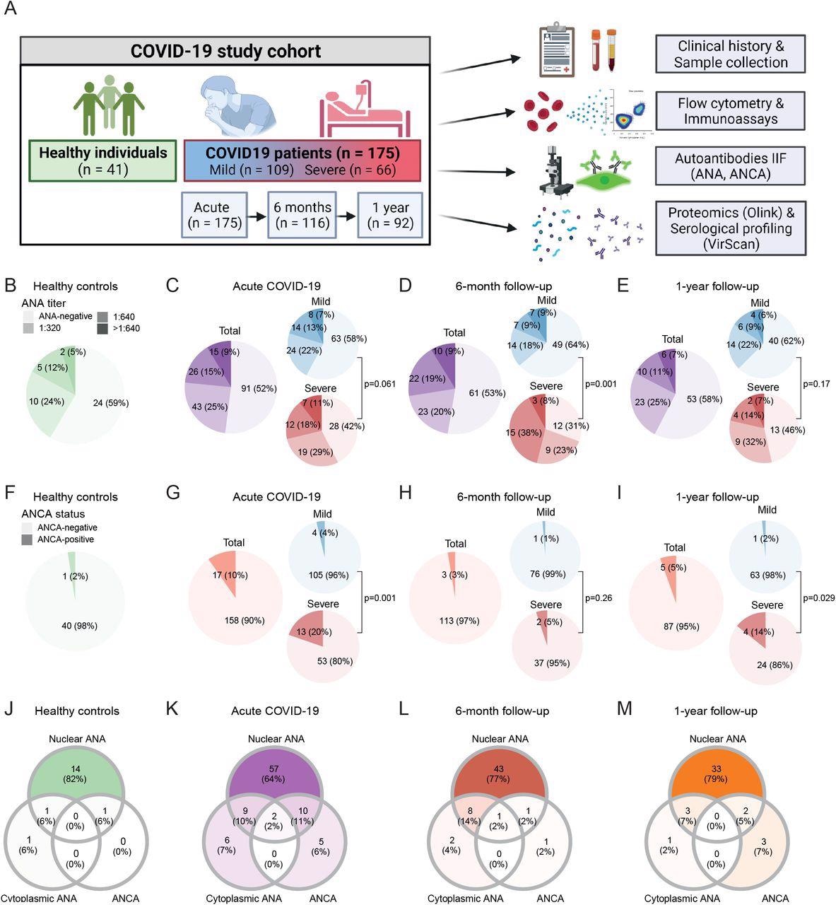 Prevalence of autoantibodies in healthy controls and COVID-19 patients during acute disease and follow-up. (A) Study overview. (B–I) Prevalence of ANA titers (B-E) and ANCA (F-I) in healthy controls (n = 41) and COVID-19 patients during acute disease (n = 175), six months (n = 116) and one year (n = 92) after symptom onset. (J–M) Venn diagrams depicting co-occurrence of nuclear ANA, cytoplasmic ANA and ANCA in healthy individuals (J; n = 17), acute COVID-19 patients (K; n = 89) and COVID-19 patients six months (L; n = 56) or one year (M; n = 42) after SARS-CoV-2 infection that presented with at least one type of autoantibody. P-values indicate comparison of ANA (B-E) and ANCA (F-I) prevalence between mild and severe COVID-19 patients using Fisher’s exact test.