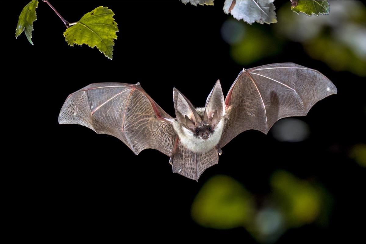 Study: Presence of Recombinant Bat Coronavirus GCCDC1 in Cambodian Bats. Image Credit: Rudmer Zwerver/Shutterstock