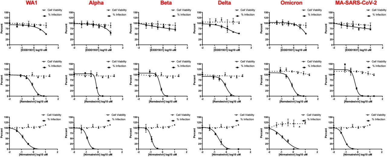 IF-based live-virus antiviral (solid lines) and MTT-based cytotoxicity (dashed lines) dose-response curves for nirmatrelvir, remdesivir, and EIDD-1931 (molnupiravir) against a panel of SARS-CoV-2 variants in HeLa-ACE2 cells.  No loss of activity was observed for tested inhibitors against the Omicron variant. Data are means ± SD of a representative experiment performed in biological triplicate.