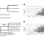 Evidence on intra-host recombination of SARS-CoV-2 during superinfection by Alpha and Epsilon variants in USA