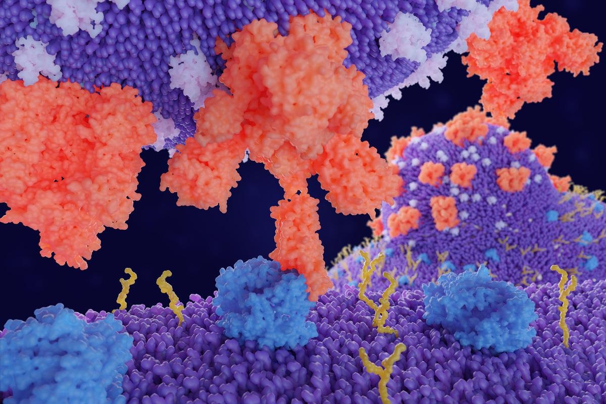 Study: Site Density Functional Theory and Structural Bioinformatics Analysis of the SARS-CoV Spike Protein and hACE2 Complex. Image Credit: Juan Gaertner/Shutterstock
