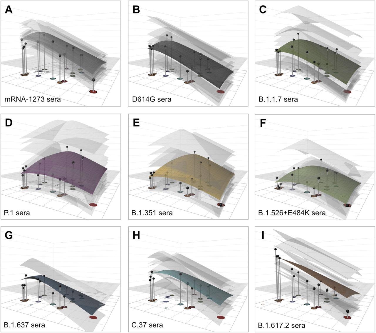 Antibody landscapes for each serum group. Colored surfaces show the GMT antibody landscapes for the different serum groups, light gray surfaces show the landscapes for each individual serum. Gray impulses show the height of the GMT for a specific variant, after accounting for individual effects as described in Materials and Methods (which would otherwise bias the GMT for variants not titrated against all sera). The base x-y plane corresponds to the antigenic map shown in Fig. 2. The vertical z-axis in each plot corresponds to the titer on the log2 scale, each two-fold increment is marked, starting from a titer of 20, one unit above the map surface. The gray horizontal plane indicates the height of a titer of 50, as a reference for judging the landscapes against various estimates of neutralizing antibody correlates of protection. Additional visualizations of predicted vs fitted titers are shown in fig. S21.