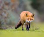 Red foxes susceptible to SARS-CoV-2 infection