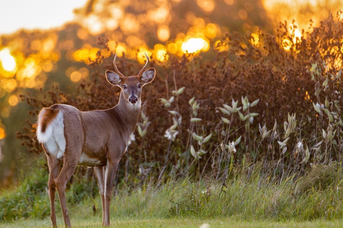 Study: Multiple spillovers from humans and onward transmission of SARS-CoV-2 in white-tailed deer. Image Credit: Aaron J Hill/Shutterstock
