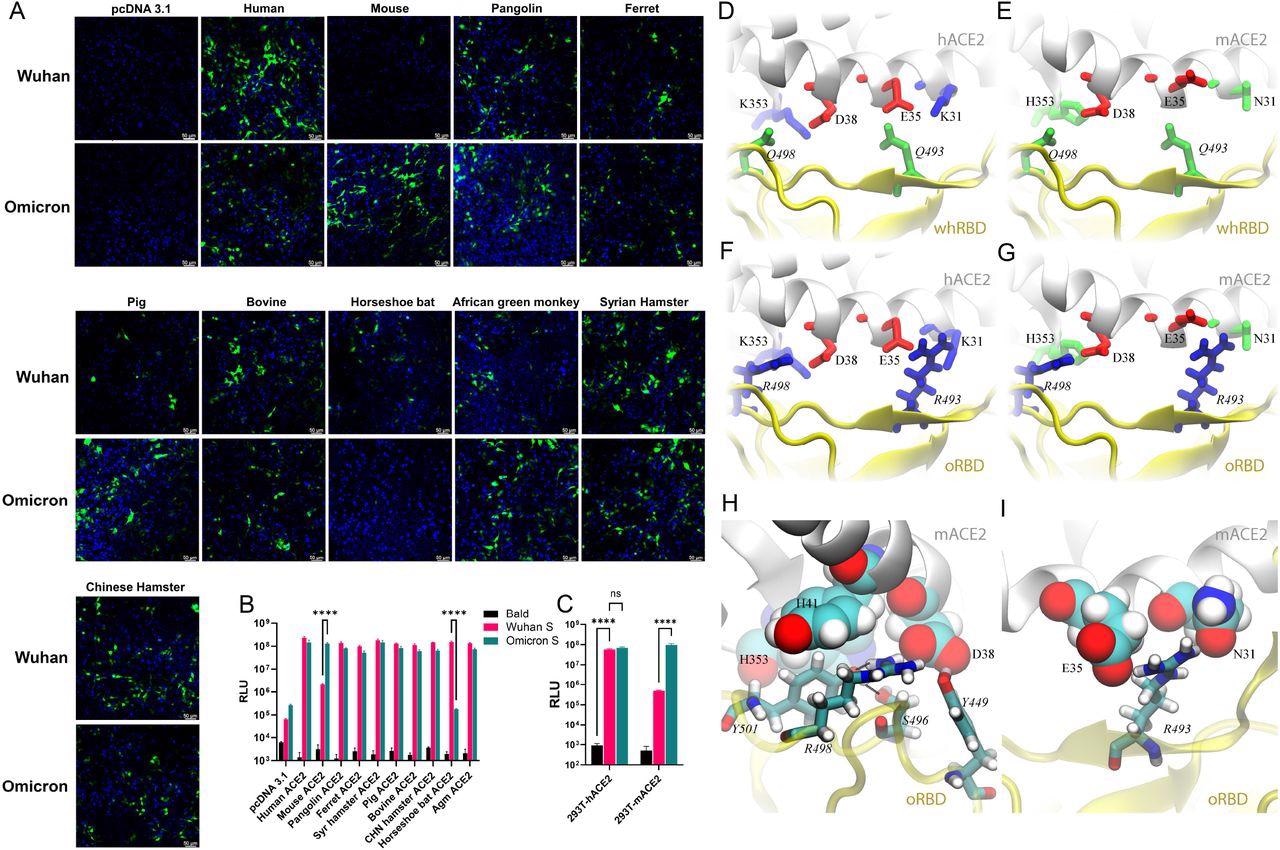 Pseudovirus bearing the Omicron spike protein efficiently infects cells expressing mACE2. (A) 293T cells were transfected with ACE2 expression plasmids of 10 species and then infected by lentiviral pseudoparticles bearing the spike protein of either the Wuhan SARS-CoV-2 variant or the Omicron variant. Infected cells would be GFP positive (green). Blue dye-stained nuclei. (B) A similar experiment was performed as in A except pseudoviruses expressing firefly luciferase were employed. (C) Infection of hACE2- and mACE2 stable 293T cells by pseudoviruses bearing the spike protein of either the Wuhan SARS-CoV-2 variant or the Omicron variant. (D—G) Various coordinations of charged residues at the ACE2-RBD interface. (D) hACE2-wtRBD (buried charge: 0), (E) mACE2-wtRBD (buried charge: −2 e), (F) hACE2-oRBD (buried charge: +2 e), (G) mACE2-oRBD (buried charge: 0). (H and I) Detailed interfacial coordinations between mACE2 and oRBD. (H) The interfacial binding near the salt-bridge R498-D38. (I)The interfacial binding near the salt-bridge R493-E35.