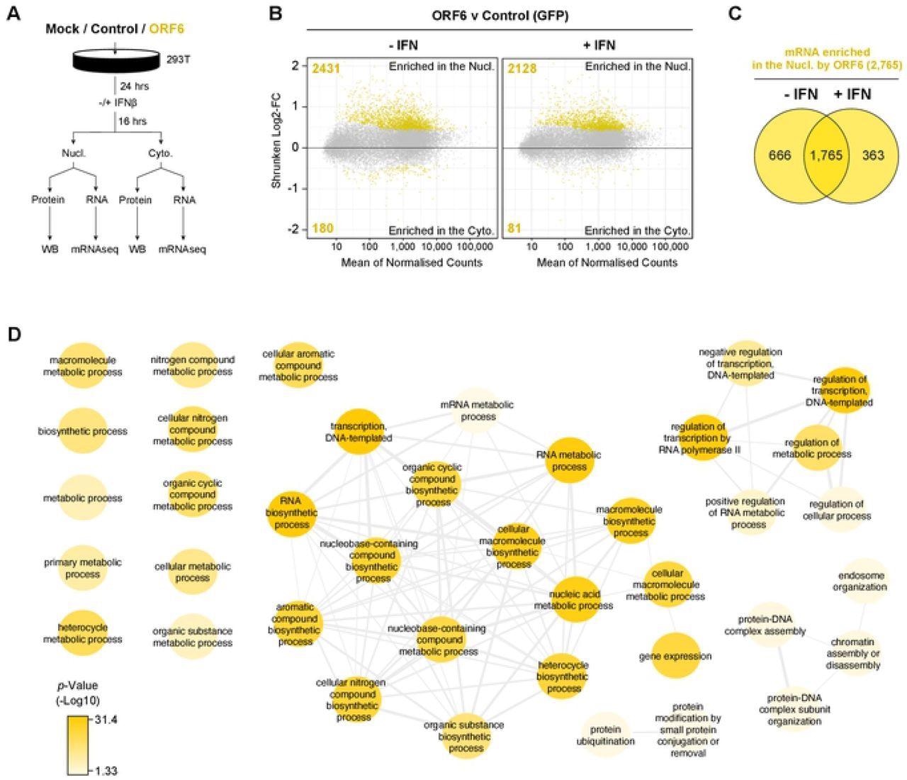 ORF6 inhibits the nuclear export of cellular mRNA. HEK293T cells were transfected with pLVX-EF1α-GFP or pLVX-EF1α-ORF6 or left untransfected (mock). After 24h, cells were either treated with IFN-β (1,000 units/ml) for 16 hrs or left untreated. Cells were then harvested and fractionated into nuclear (Nucl) and cytoplasmic (Cyto) fractions. Cells were either lysed for immunoblot analysis (see S4A Fig) or RNA was extracted for mRNAseq. (A) Schematic of experiment design. (B) The log2-fold change (Log2-FC) in mRNA abundance was calculated between the Nucl and Cyto fractions for both GFP and ORF6 expressing cells, without and with IFN treatment (see S4B Fig). The log2-FC in mRNA abundance was then directly compared between ORF6 and GFP, without (left panel) and with (right panel) IFN, to determine which mRNAs were specifically enriched in the nucleus or cytoplasm by ORF6. The log-2FC was weighted against the adjusted p-value (shrunken Log2-FC) to show significantly enriched mRNAs (yellow points). The number of mRNAs significantly enriched is shown. The mRNA count was normalized and averaged between the three biological repeats. (C) Venn diagram of the number of mRNAs that were significantly enriched in the nucleus by ORF6 with and without IFN. (D) mRNAs significantly enriched by ORF6 without IFN treatment were analyzed for enriched GO terms, which were filtered and mapped using the REVIGO tool. Highly similar GO terms are grouped and linked. Colour intensity reflects significance levels.