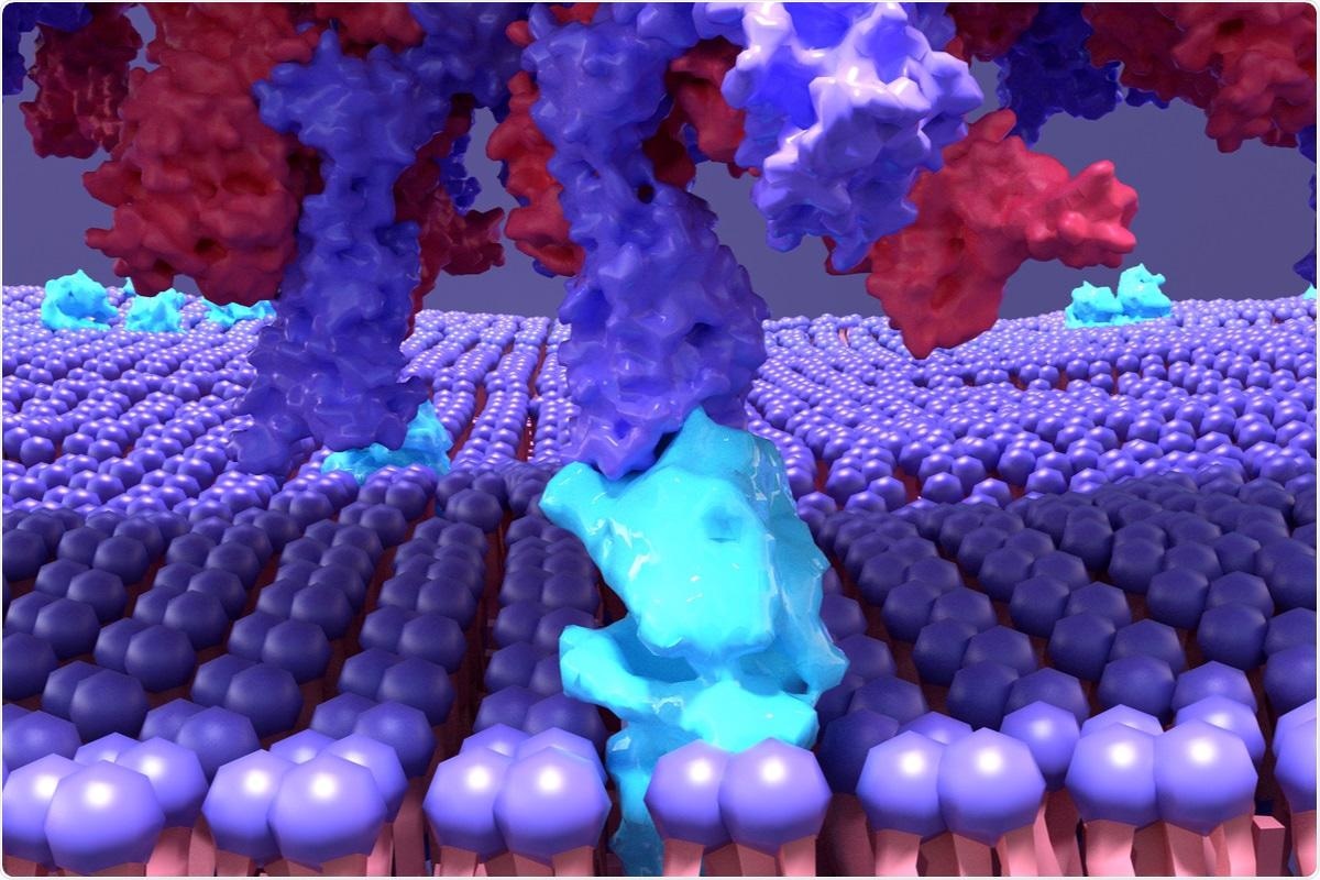 Study: Synthetic Virions Reveal Fatty Acid-Coupled Adaptive Immunogenicity Of SARS-Cov-2 Spike Glycoprotein. Image Credit: Design_Cells / Shutterstock.com