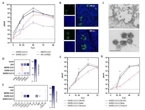 Infection of hAELVi cell air-liquid-interface cultures with highly pathogenic coronaviruses. (A-G) hAELVi cells grown under ALI for 21 days were used for infection experiments with highly pathogenic coronaviruses. (A) Cells were infected with SARS-CoV-2 D614G, SARS-CoV, MERS-CoV and IAV at MOI of 0.3 and further incubated under ALI conditions at 37°C. Progeny viruses were collected by washes form the apical compartment at indicated time points and titrated using standard plaque assay on VeroE6 cells. Replication analysis was performed for