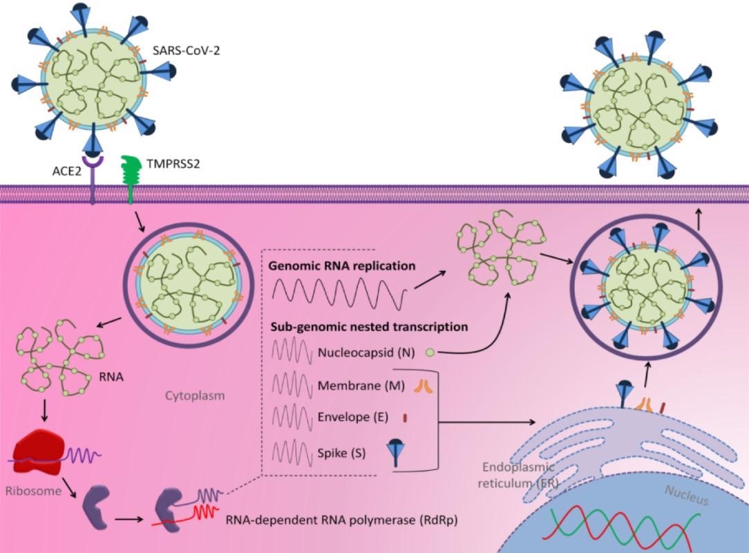 Structure scheme of SARS-CoV-2 and its mechanisms of cell entry and replication (adapted from Al-Hatamleh et al., 2020