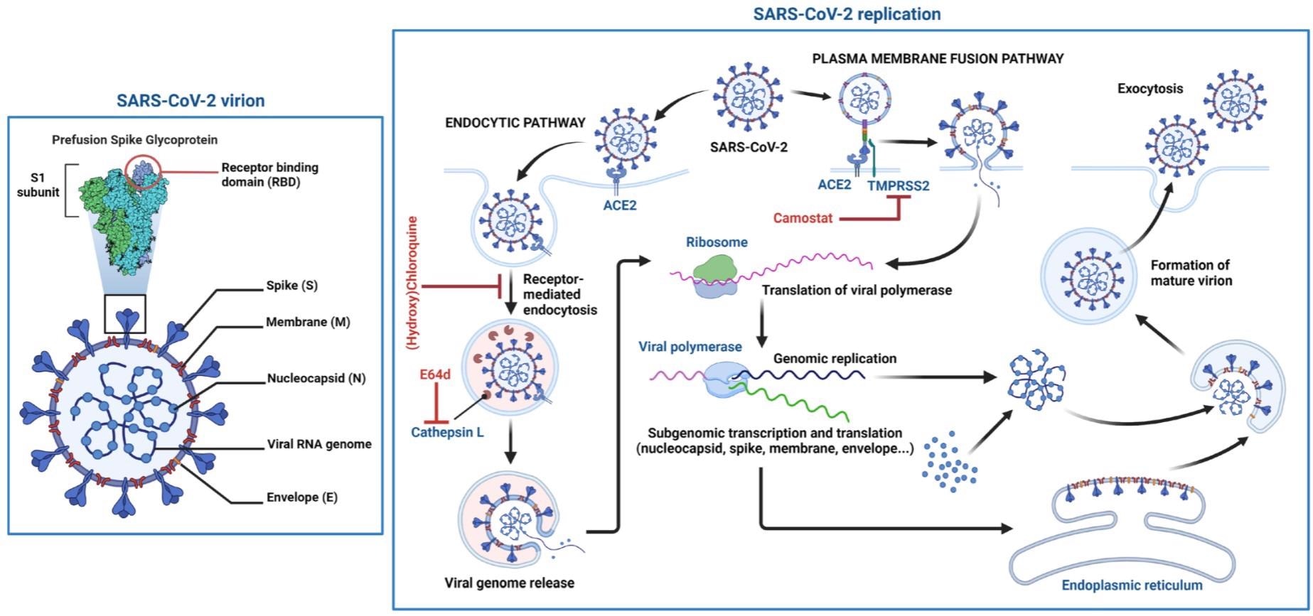 Schematic structure of the SARS-CoV-2 virion and the viral life cycle. The SARS-CoV-2 virion contains an envelope with three proteins: the spike (S) protein, membrane (M) and envelope (E) proteins. The viral RNA genome and the nucleocapsid (N) protein are contained inside the particle. The virion schematic shows in more detail the S protein subunit 1 (S1) containing the receptor-binding domain (RBD). The SARS-CoV-2 replication cycle shows two modes of viral entry (endocytic and TMPRSS2-mediated pathways). Both require docking to ACE2 at the cell surface and release of the viral genome into the cytoplasm via membrane fusion. The endocytic pathway is inhibited by (hydroxy)chloroquine and E64d, while TMPRSS2-mediated entry is inhibited by camostat. After synthesis of viral genome and proteins, viral particles are assembled and exit the infected cell.