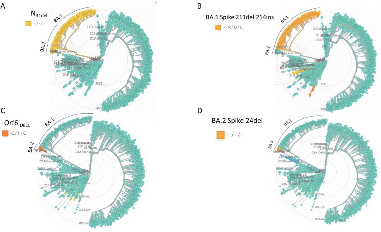 Specificity of selected PCR target mutations. The target mutations selected for qPCR design were identified with respect to circulating strains by using the GISAID-based data with the NextStrain phylogenetic analysis software. The clades that contain the selected mutations are highlighted in each dendrogram. The clade annotation (BA.1, BA.2) is marked with a label and a line.