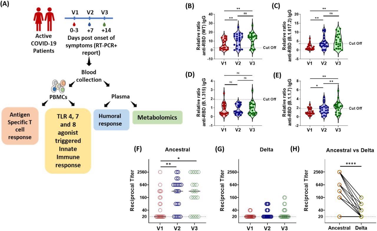 Longitudinal Analysis of Humoral Immune Response against the SARS-CoV-2 during acute COVID-19 infection. (A) Schematic experimental design and longitudinal sample collection at specific time intervals after confirmed SARS-CoV-2 infection in mildly infected patients. (B-E) The longitudinal anti-RBD IgG responses were evaluated by performing ELISA against the RBD proteins of (B) WT (Wuhan isolate) (C) Delta (B.1.617.2) (D) Beta (B.1.315) (E) Alpha (B.1.1.7). All data, represented as ratio-converted ELISA reads to a pool of pre-pandemic negative control samples (relative ratio), were plotted using violin plots. (F-H) The longitudinal neutralizing antibody titers against (F) the ancestral strain and (G) the delta strain of SARS-CoV-2 during V1 (day 0-3), V2 (day 7) and V3 (day 14) from COVID-19 positivity (H) The paired representation of NAb titers in the active COVID-19 patients during V3 against the ancestral and delta variants of SARS-CoV-2. The dots represent each individual sample. Tukey’s multiple comparisons and two-sided Wilcoxon Signed Rank tests were employed for unpaired and paired analysis, respectively. n.s = not significant, *= p 0.05, **= p 0.01, **** = p < 0.0001.