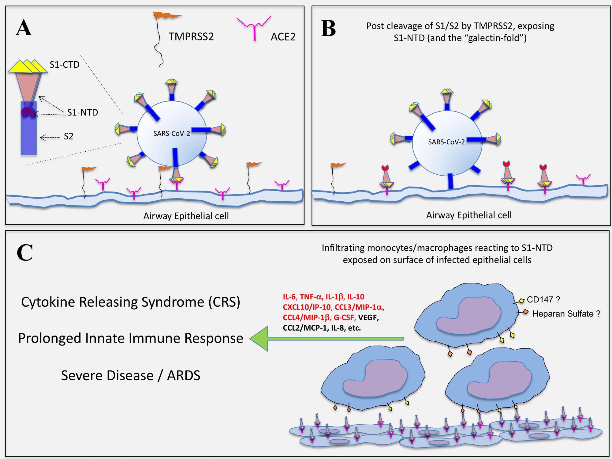 Hypothetical representation of how SARS-CoV-2 infection exposes the S1-NTD (and “galectin-fold”) on epithelial cells for potential activation of infiltrating monocytes. (A) SARS-CoV-2 infection of epithelial cells is initiated with the binding of S1-CTD/RBD to ACE2. The serine protease, TMPRSS2, expressed on host cells then cleaves the spike protein at the S1/S2 linkage. (B) The S2 subunit undergoes structural changes, serving first to anchor the virus and then facilitating its entry into the cell. It is proposed that the S1/S2 cleavage event simultaneously exposes the S1-NTD, which extends outward as the S1-CTD/RBD remains bound to ACE2. (C) Infiltrating monocytes/macrophages are then activated to produce COVID-related cytokines via cell surface glycoproteins (e.g. CD147) and/or polysaccharides (e.g. Heparan Sulfate) interacting with S1-NTD, which mimics EC-Gal-3. Those cytokines indicated in red type were significantly impacted by the S1 subunit in this study.