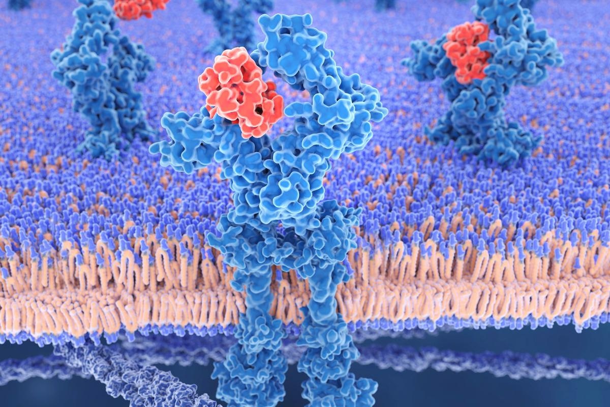 Study: SARS-CoV-2 infection of airway cells causes intense viral and cell shedding, two spreading mechanisms affected by IL-13. Image Credit: Juan Gaertner/Shutterstock