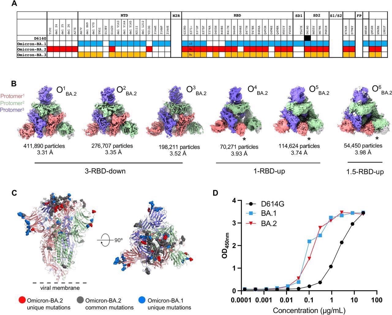 Structural characterization of SARS-CoV-2 Omicron-BA.2 spike (S) protein. A. Comparison of residue changes in the S protein ectodomain (S-GSAS) of SARS-CoV-2 D614G and Omicron variants. Residue changes from the original Wuhan strain are color-coded for the variants: D614G (black), BA.1 (blue), BA.2 (red), and BA.3 (yellow). B. Cryo-EM reconstructions of Omicron-BA.2 S protein 3-RBD-down (O1BA.2: EMD-26433, PDB 7UB0; O2BA.2: EMD-26435, PDB 7UB5; O3BA.2: EMD-26436, PDB 7UB6), 1-RBD-up (O4BA.2, O5BA.2), and 1.5-RBD-up (O6BA.2) states, colored by protomer, and viewed from the host cell membrane. In the 1-RBD-up reconstructions, the “up” RBD is indicated by an asterisk (*). C. Omicron-BA.2 spike 3- RBD-down (O1BA.2: EMD-26433, PDB 7UB0) structure colored by protomer, with common mutations shown by gray spheres, BA.2 unique mutations in red, and BA.1 unique mutations blue. D. ACE-2 binding to SARS-CoV-2 S proteins measured by ELISA.