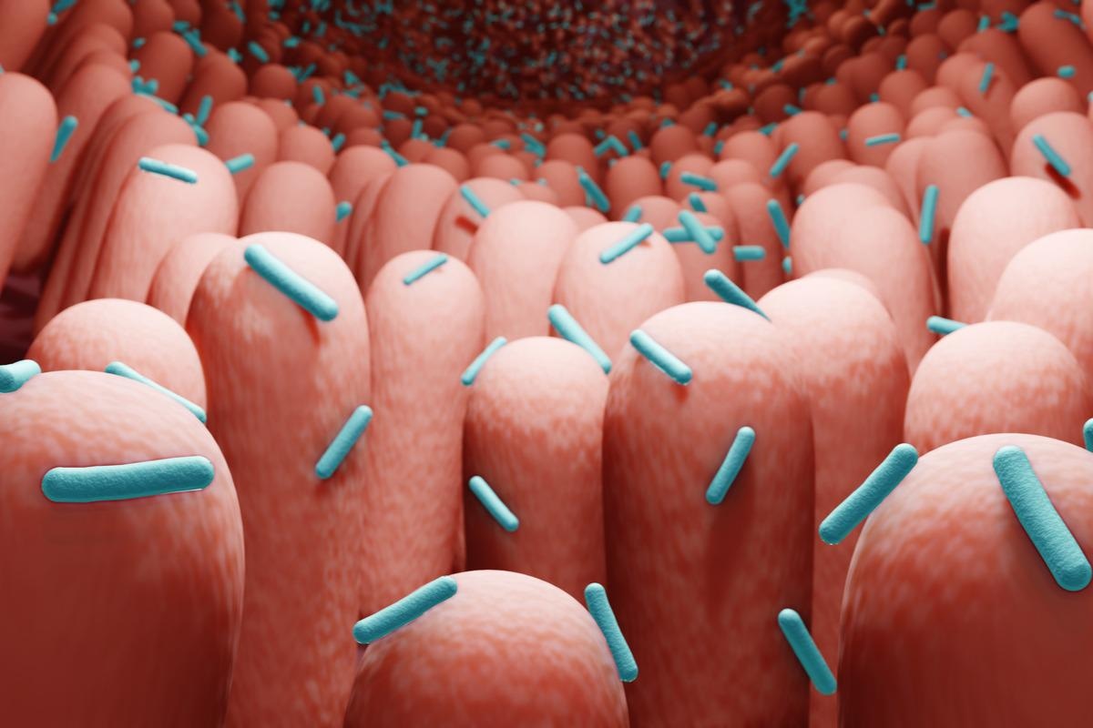 Study: The Fungal Gut Microbiome Exhibits Reduced Diversity and Increased Relative Abundance of Ascomycota in Severe COVID-19 Illness and Distinct Interconnected Communities in SARS-CoV-2 Positive Patients. Image Credit: ART-ur/Shutterstock