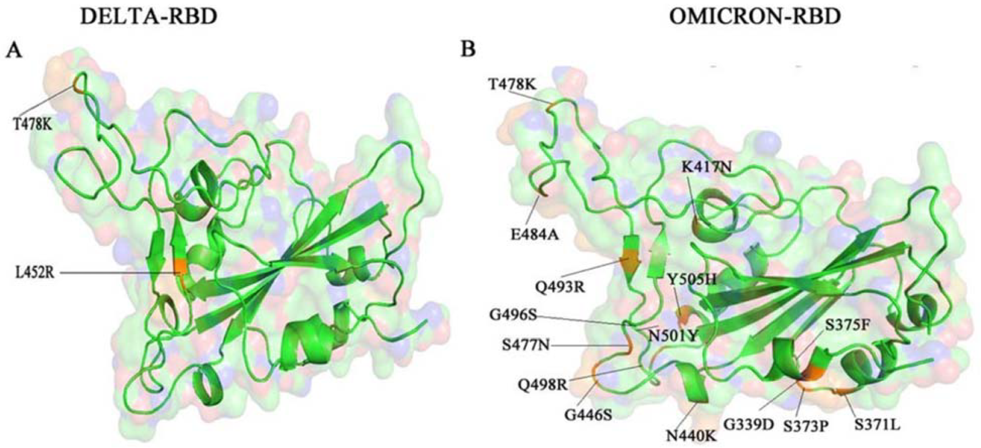 The RBD of SARS-CoV-2 delta variant and omicron variant. Image depicts a comparison of the mutations present in the delta variant (A) and omicron variant (B), with a shared mutation at the 478-residue position.