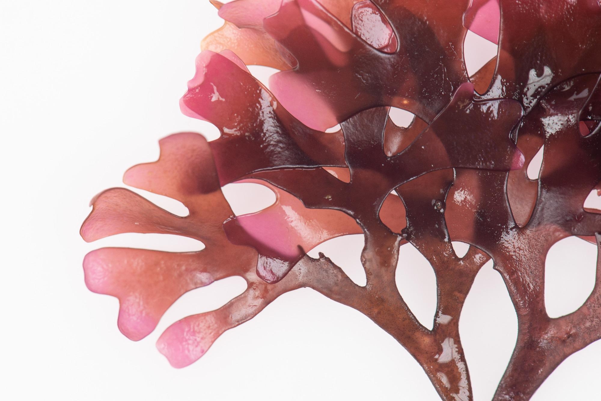 Study: A Short Overview: Marine Resources as Potential Interventions for the Omicron SARS-CoV-2 Variant. Image Credit: HedvikaMichnova / Shutterstock