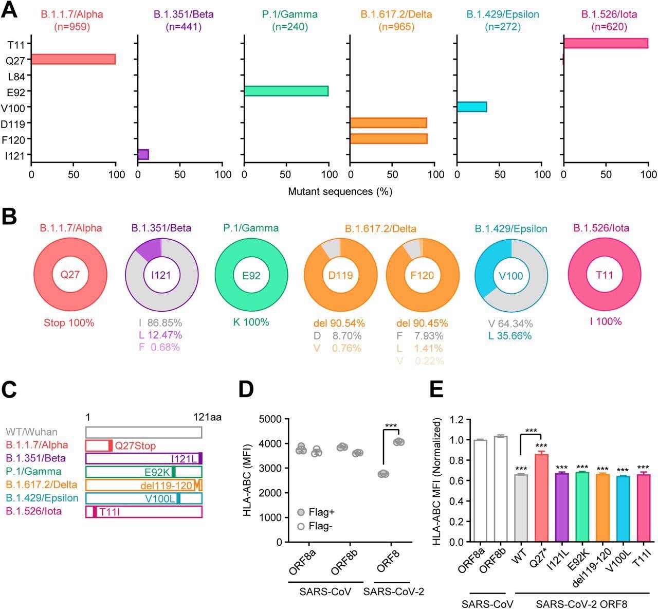 Unique mutations are found in ORF8 gene of SARS-CoV-2 variants (A) Mutant proportion in the ORF8 genes of the indicated SARS-CoV-2 variants. The amino acid positions shown are selected based on the results of multiple sequence alignment performed in Fig.S1. The number of sequences analyzed for each lineage is shown above each graph. (B) Frequency of amino acids at the positions enriched for mutants in each variant. The amino acids shown in gray color correspond to WT. (C) Schematic diagram of ORF8 proteins from SARS- CoV-2 variants. (D and E) HEK293T cells were transfected with plasmids encoding C-terminally Flag-tagged SARS-CoV ORF8a/b, SARS-CoV-2 ORF8 WT, or SARS-CoV-2 ORF8 variants. Forty-eight hours after transfection, cells were collected and analyzed for the cell surface HLA-ABC expression. Data are shown in raw MFI (D) or as the ratio of MFI in Flag+ cells to Flag- cells normalized to the value of SARS-CoV ORF8a (E) (n=3). Data are mean ± s.d. Data are representative of three independent experiments. ***, p< 0.001