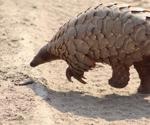 Pathogenicity and transmissibility of SARS-CoV-2-related pangolin coronavirus
