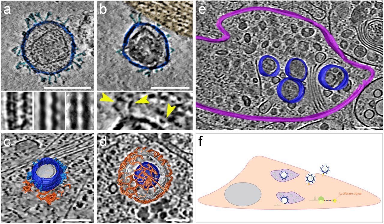 SARS-CoV-2 pseudoviruses enter cells via the clathrin-mediated endocytotic pathway.