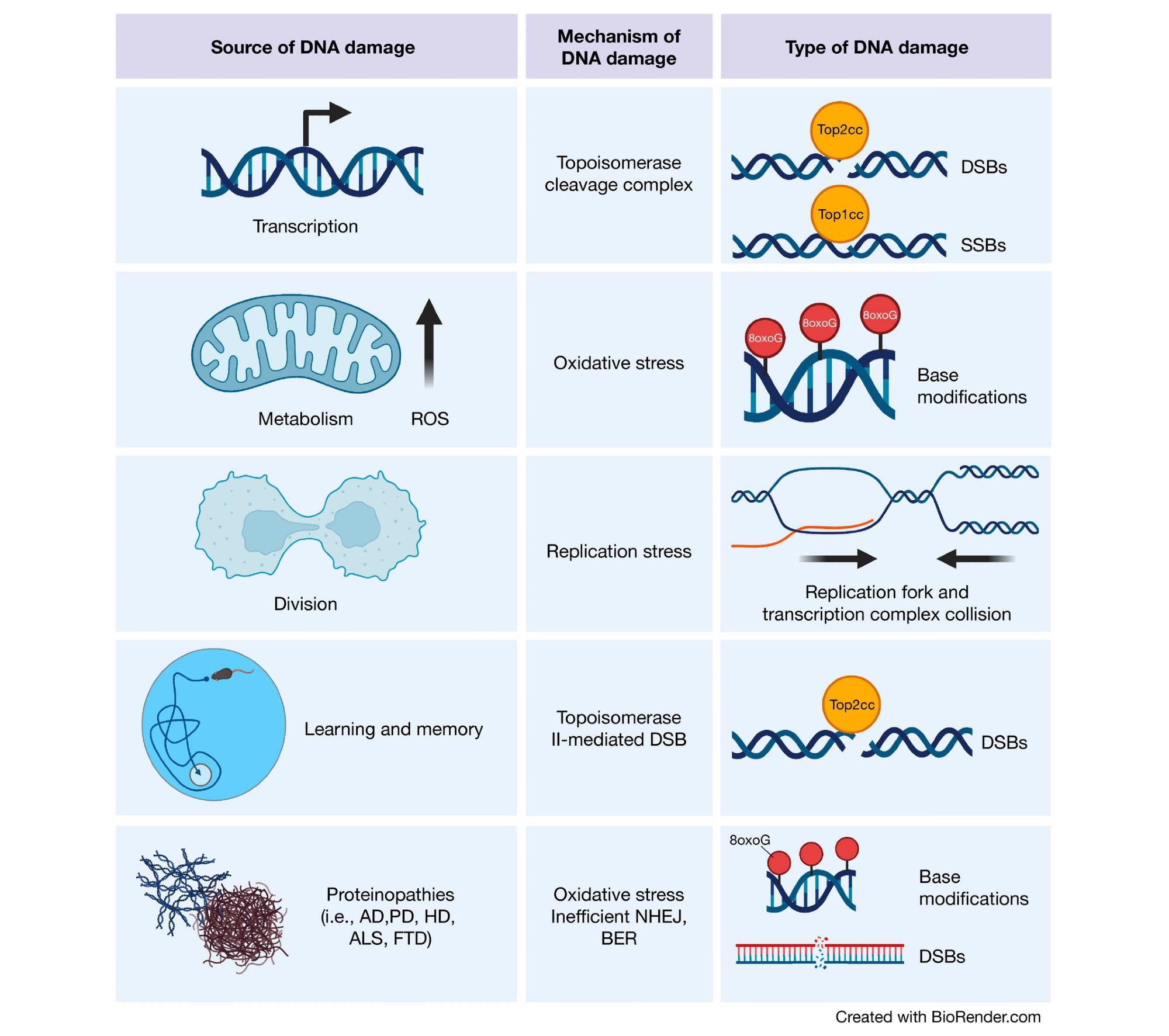 Sources of DNA damage in the brain Transcriptional activities can result in topoisomerase cleavage complexes, which lead to the induction of SSBs or DSBs depending upon the topoisomerase in question. Additionally, metabolic activity by mitochondria generate ROS, which can scar DNA bases with oxidative modifications. Although less common in the adult brain, cell division is also a source of DNA damage. Proliferation increases the chance of replication fork and transcription complex collision, thereby inducing DSBs. In the developing brain, this is a particular risk for NPCs, which harbor increased translocations in long genes (where these collisions are most likely to occur) important for neuronal function. Cognitively demanding tasks recruit specific neuronal ensembles whose plasticity is highly dependent upon immediate early gene transcription. Therefore, neurons generate topoisomerase II-mediated DSBs in response to learning and memory. Finally, the proteins responsible for various neurodegenerative diseases have also been found to play roles in DNA damage detection and repair. (Created with BioRender.com).