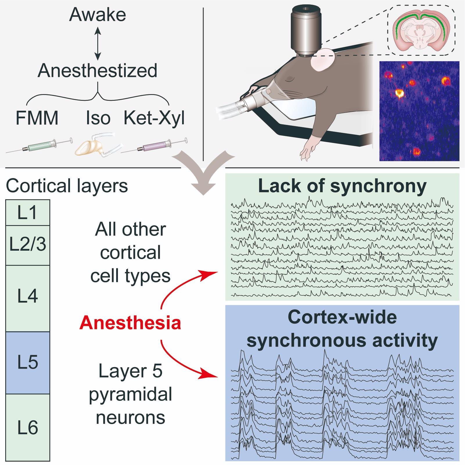 Researchers help better understand the neuronal mechanisms of general anesthesia