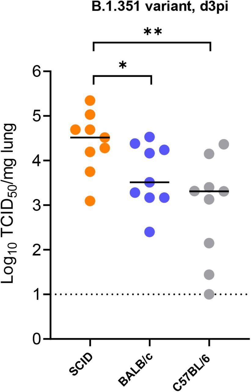 Replication of beta (B.1.351) SARS-CoV-2 in different mice. Infectious viral titers in the lungs of male SCID, male BALB/c and male C57BL/6 mice infected with 105 TCID50 of beta SARS-CoV-2 variants at 3 days post-infection (pi) are expressed as log10 TCID50 per mg lung tissue. Individual data and median values are presented. Data were analyzed with the Mann™Whitney U test. *P < 0.05, **P<0.01). Data are from two independent experiment with
