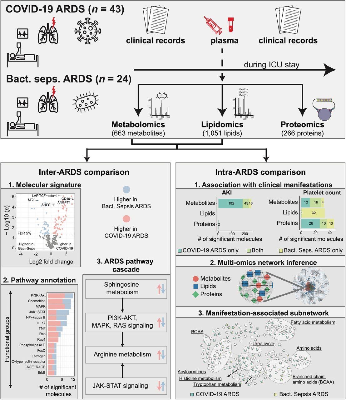 Study overview. This study was based on 67 ARDS patients, 43 with COVID-19 and 24 with bacterial sepsis group. Profiling of plasma samples resulted in 1,906 measured molecules, including 663 metabolites, 1,051 lipids, and 266 proteins. For inter-ARDS comparison, we identified molecules and pathways differently regulated between the two ARDS groups. In addition, focusing on several selected pathways with therapeutic relevance, we constructed a cascade of biological processes starting from sphingosine metabolism. For intra-ARDS comparison, we identified molecules associated with clinical manifestations, including acute kidney injury (AKI), thrombocytosis (platelet count), PaO2/FiO2 ratio, and mortality, within each ARDS group. Further, we constructed a data-driven multi-omic network based on the Gaussian graphical model (GGM). This network was used to generate subnetworks associated with clinical manifestations.