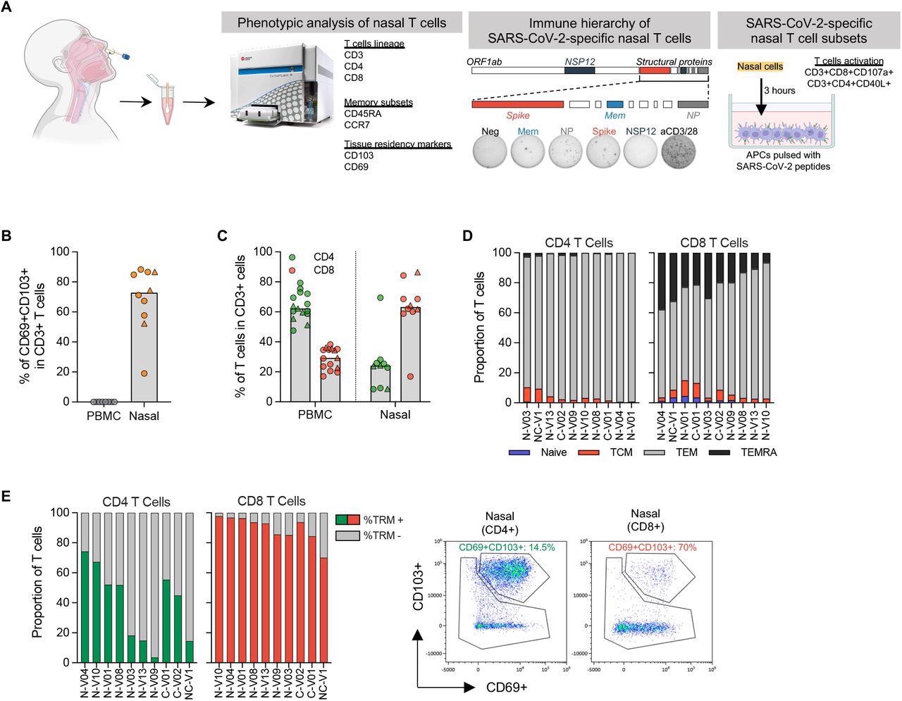 Phenotypic analysis of T cells in nasal secretion. ​​​​​​​(a) Schematic of experimental design; (b) Frequency of tissue resident T cells present in PBMC (n=8) and nasal secretion (n=10). Convalescent vaccinees are indicated by a triangle symbol; (c) Frequency of CD4 and CD8 T cells present in PBMC (n=14) or nasal cells (n=10). Convalescent vaccinees are indicated by a triangle symbol; (d) Proportion of naïve (CCR7+CD45RA+), central (CCR7+CD45RA -  TCM), effector (CCR7-CD45RA -  TEM) and terminally differentiated (CCR7-CD45RA+; TEMRA) memory CD4+ and CD8+ nasal T cells; (e) Expression of tissue resident markers in CD8+ and CD4+ nasal T cells (n=10) and corresponding representative plots.