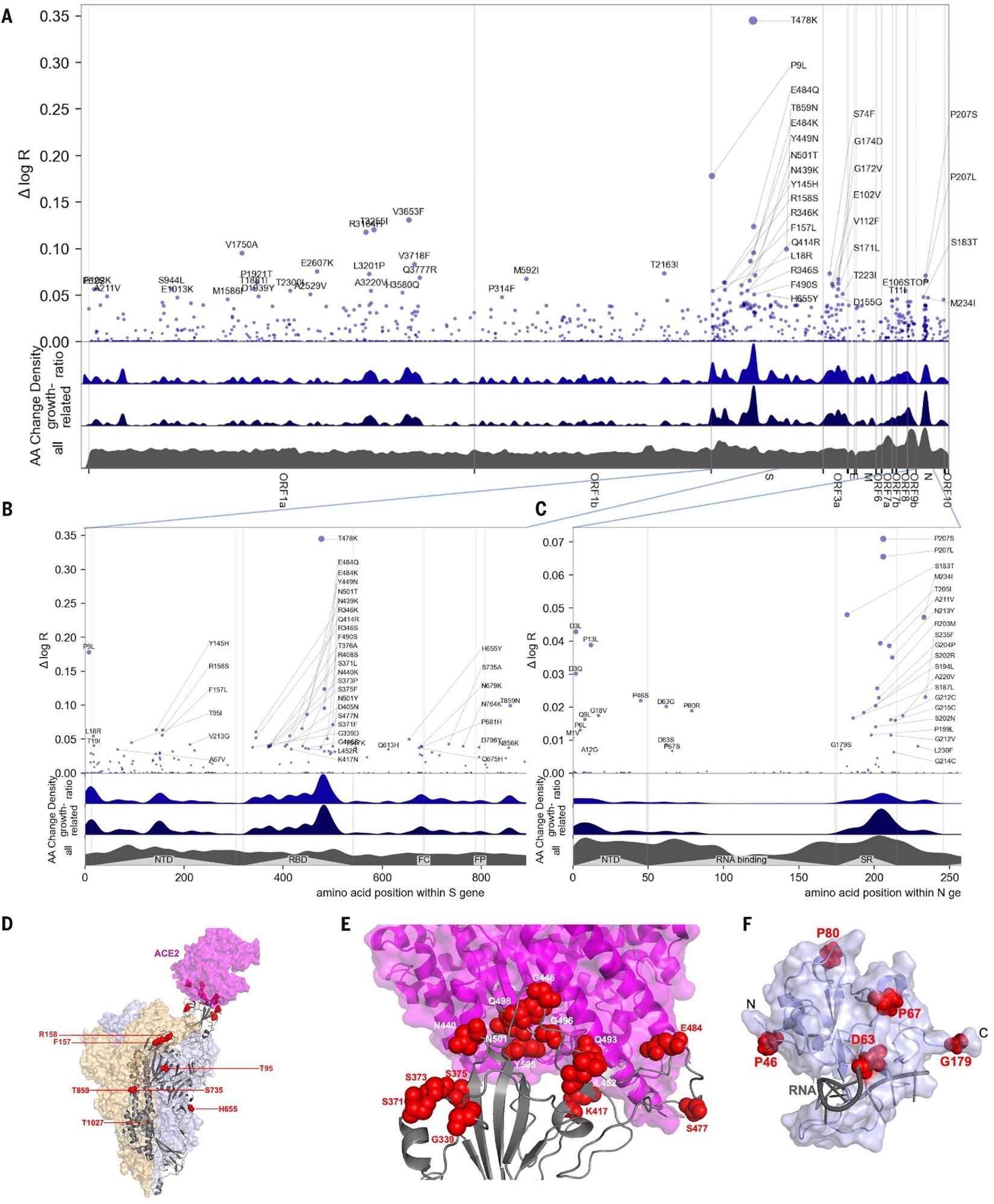 Manhattan plot of amino acid changes assessed in this study. (A) Changes across the entire genome. (B) Changes in the first 850 amino acids of S. In each of (A) to (C) the y axis shows effect size Δ log R, the estimated change in log relative fitness due to each amino acid change. The bottom three axes show the background density of all observed amino acid changes, the density of those associated with growth (weighted by |Δ log R|), and the ratio of the two. The top 55 amino acid changes are labeled. See fig. S13 for detailed views of S, N, ORF1a, and ORF1b. C. Changes in the first 250 amino acids of N. (D) Structure of the spike-ACE2 complex (PDB: 7KNB). Spike subunits colored light blue, light orange, and gray. Top-ranked mutations are shown as red spheres. ACE2 is shown in magenta. (E) Close-up view of the RBD interface. (F) Top-ranked mutations in the N-terminal RNA-binding domain of N. Residues 44-180 of N (PDB: 7ACT) are shown in light blue. Amino acid positions corresponding to top mutations in this region are shown as red spheres. A 10-nt bound RNA is shown in gray.