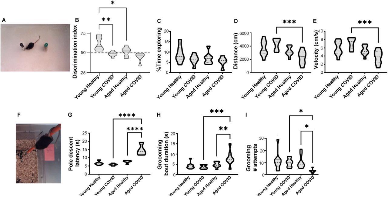 SARS-COV-2 respiratory infection causes neuropsychiatric abnormality in middle-aged but not young adult mice. A) Mouse with novel and familiar objects in open field behavior arena. B) Novel object recognition memory task. Young healthy mice preferentially attend to novel object (Discrimination Index >50% indicated by dotted horizontal line). Young mice infected with SARS-CoV-2, middle-aged healthy mice, and middle-aged mice infected with SARS-CoV-2 do not prefer the novel object. (n=5-8 per group) C) No significant differences in total exploration time between groups (n=5-8 per group). D) Decreased cumulative distance traveled by voluntary ambulation in the 12-month-old SARS-COV-2 mice (n=8-9 per group). E) Velocity of voluntary movement in the open field (n=8-9 per group). F-G) 12-month-old infected mice have significantly increased latency in the pole descent task, a complex motor coordination task involving brainstem/thalamic connectivity (n=5 per group). H) Duration of each bout of spontaneous grooming in the open field (n=8-9 per group). I) Number of spontaneous grooming bouts initiated in the open field (n=8-9 per group). *p<0.05, **p<0.01, ***p<0.001, ****p<0.0001, one-way ANOVA and Sidak’s multiple comparisons test.