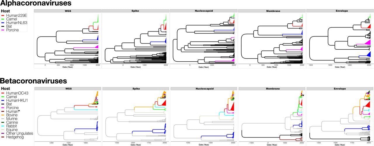 Maximum clade credibility (MCC) trees inferred from dataset D5 for full genomes (WGS), and the spike, nucleocapsid, membrane and envelope proteins, with the branches color-coded by the inferred coronavirus host. The upper panel shows MCC trees from alphacoronaviruses while the lower panel shows MCC trees from betacoronaviruses. Human, camel and porcine coronavirus clades have been collapsed to increase readability. Human* is a lone human CoV (FJ415324) that clusters with ungulate and canine CoVs.