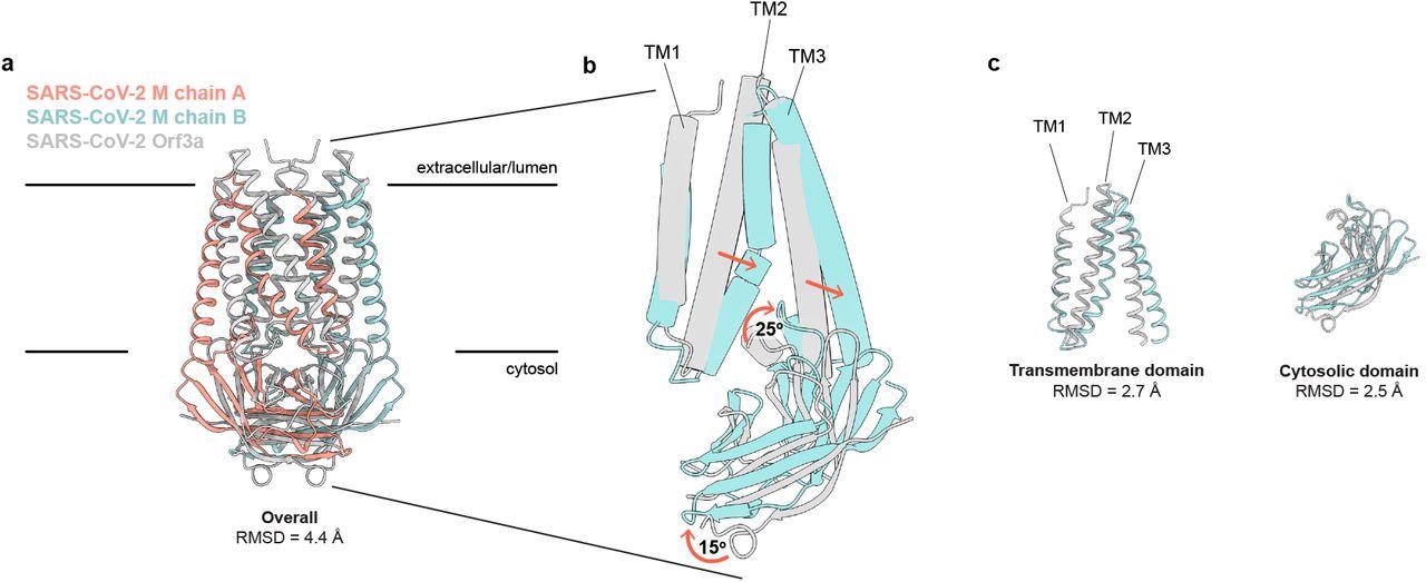 SARS-CoV-2 M and ORF3a proteins are structurally homologous. (a) Overlay of M and ORF3a structures. M is colored with one subunit pink and the second subunit blue and ORF3a is white. (b) Overlay of a single subunit indicating major conformational rearrangements. (c) Overlay of isolated transmembrane and cytosolic domains from each protein.