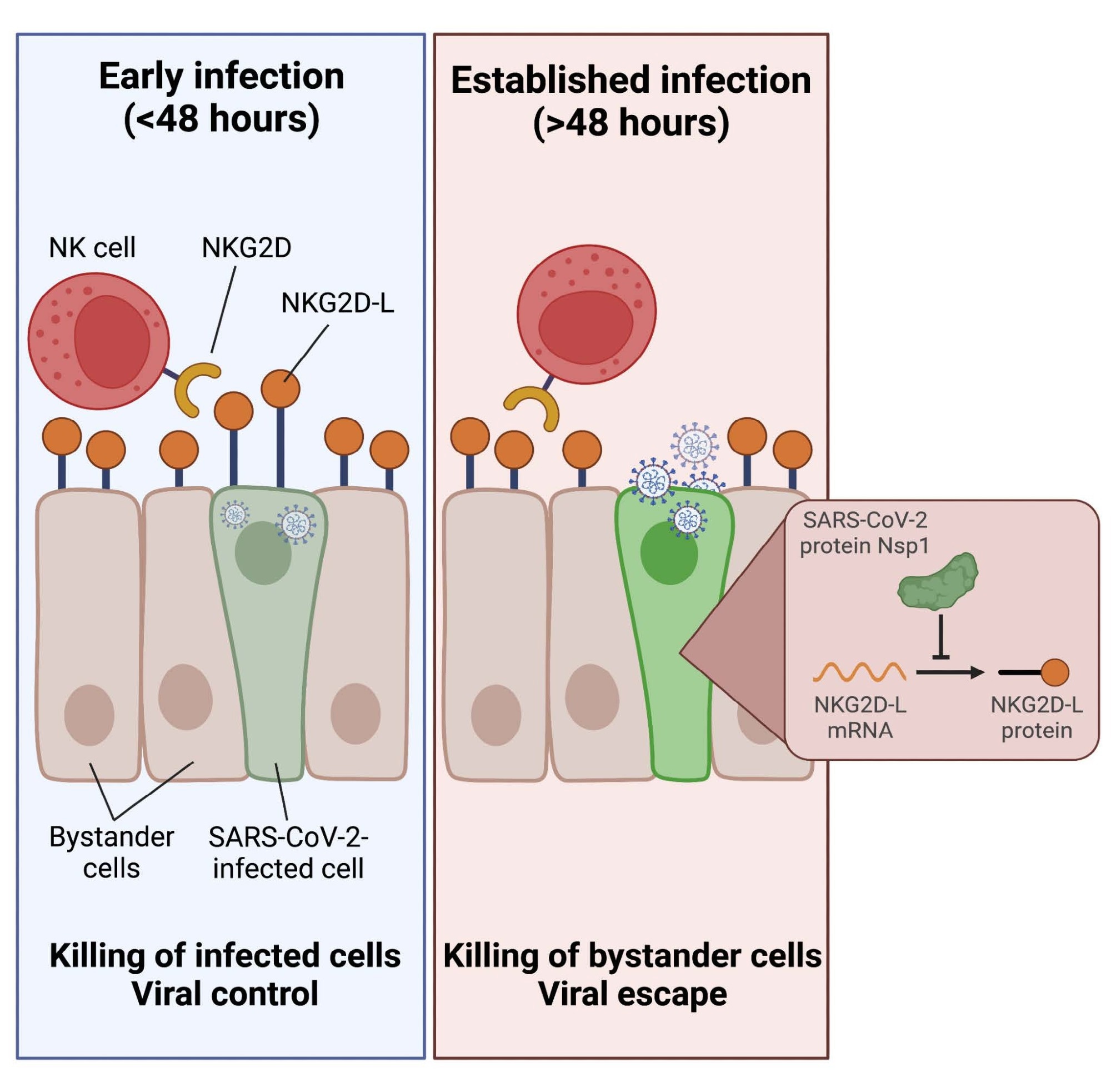 Study: SARS-CoV-2 escapes direct NK cell killing through Nsp1-mediated downregulation of ligands for NKG2D