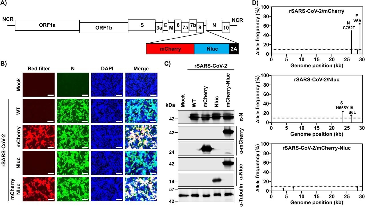 Generation of a bireporter rSARS-CoV-2 expressing mCherry and Nluc (rSARS-CoV-2/mCherry-Nluc). A) Schematic representation of the rSARS-CoV-2/mCherry-Nluc viral genome: SARS-CoV-2 structural, non-structural, and accessory open reading frame (ORF) proteins are indicated in white boxes. mCherry (red), Nluc (blue) and the PTV-1 2A autoproteolytic sequence (black) were inserted in front of the viral N protein. B) mCherry expression and immunofluorescence assays: Vero E6 cells (1.2 x 106 cells/well, 6-well format, triplicates) were mock-infected or infected (MOI 0.01) with rSARS-CoV-2 WT, rSARS-CoV-2/mCherry, rSARS-CoV-2/Nluc, or rSARS-CoV-2/mCherry-Nluc. Cells were fixed in 10% neutral buffered formalin 24 hpi before directly visualizing mCherry expression under a fluorescence microscope or the viral N protein using a specific 1C7C7 MAb. Cell nuclei were strained with DAPI. Representative images are shown. Scale bars = 100 µm. Magnification = X20. C) Western blots: Vero E6 cells (1.2 x 106 cells/well, 6-well format, triplicates) were mock-infected or infected (MOI 0.01) with rSARS-CoV-2 WT, rSARS-CoV-2/mCherry, rSARS-CoV-2/Nluc, or rSARS-CoV-2/mCherry-Nluc. At 24 hpi, cells were collected and protein expression in cell lysates were evaluated by Western blot using specific antibodies against SARS-CoV-2 N protein, or the mCherry and Nluc reporter proteins. Tubulin was included as a loading control. The molecular mass of proteins is indicated in kilodaltons (kDa) on the left. D) Deep sequencing analysis of reporter-expressing rSARS-CoV-2: The non-reference allele frequency of rSARS-CoV-2/mCherry (top), rSARS-CoV-2/Nluc (middle), and rSARS-CoV-2/mCherry-Nluc (bottom) was calculated by comparing the short reads to the respective reference SARS-CoV-2 WA-1 viral genome (MN985325.1). Non-reference alleles present in less than 10% of reads are not shown (dotted line) and the non-reference allele frequency that is greater than 10% is indicated.