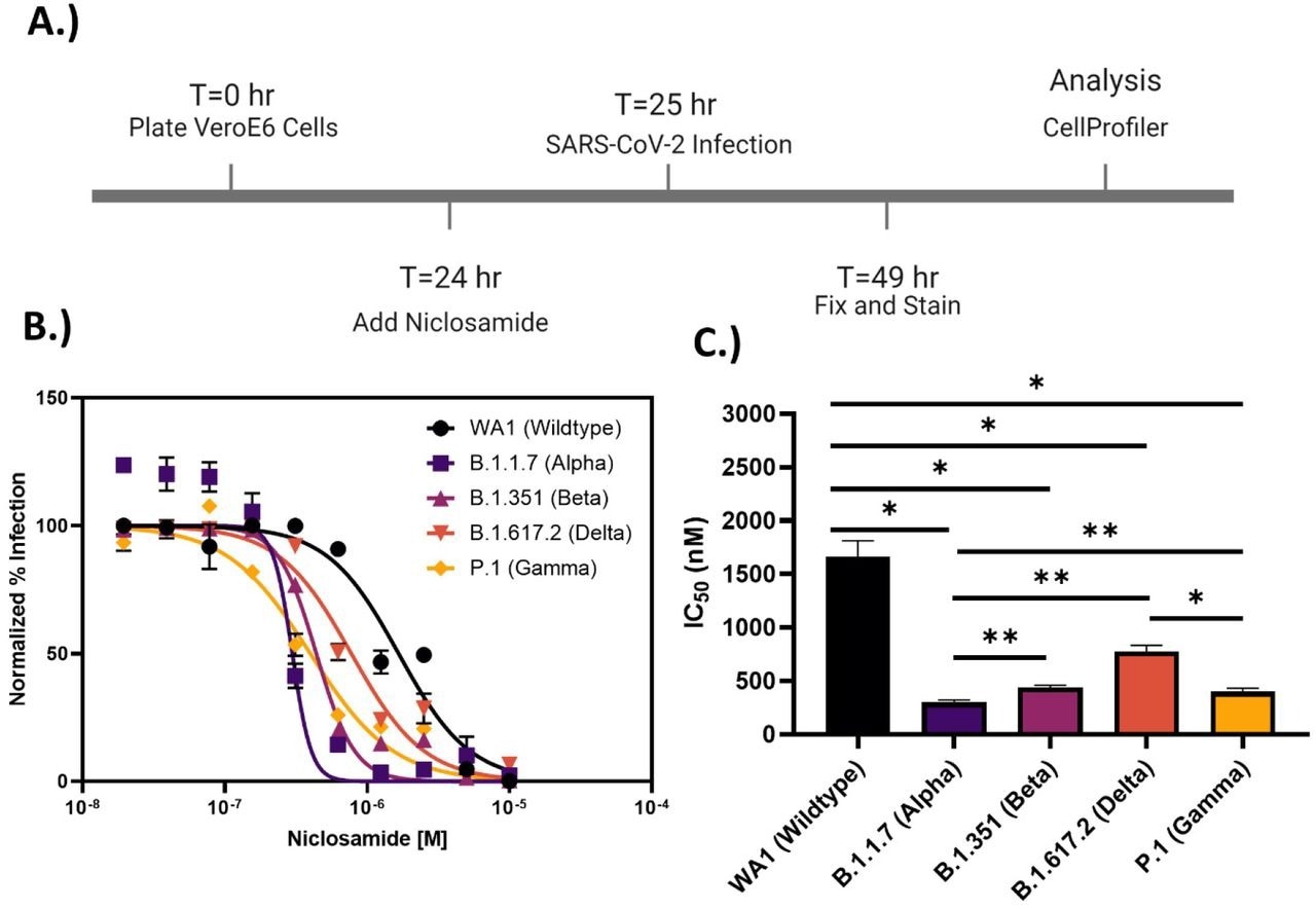 Niclosamide potency is SARS-CoV-2 variant dependent. A.) Assay timeline for 24-hour infection experiment. The assay window was shortened to reduce niclosamide toxicity. B.) 10-point 2-fold concentration-response curves for niclosamide against the different SARS-CoV-2 variants of concern (MOI = 0.1 for each variant) with a top concentration of 10μM. Curves were fitted with GraphPad Prism 9.0 software using a semi-log 4-parameter variable slope model. Data for each variant was normalized to the average percent infected of its respective viral control. Data points represent mean ± SEM for