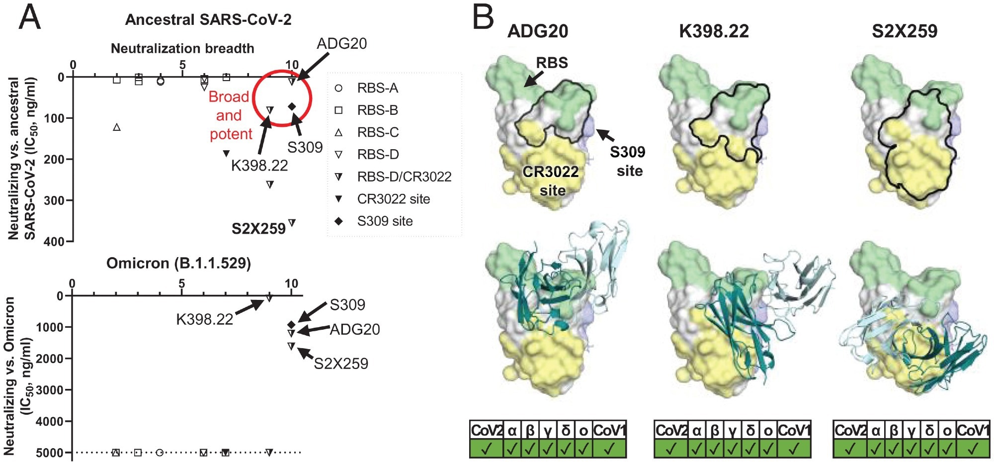 A common region on the RBD targeted by potent-and-broad nAbs against SARS-CoV-2. (A) A scatter plot of antibody neutralization potency (IC50, ng/mL) against (Top) ancestral SARS-CoV-2 and (Bottom) Omicron vs. neutralization breadth, defined by the number of SARS-related CoV strains neutralized in this study (10 strains in total, including ancestral SARS-CoV-2, Alpha, Beta, Delta, Gamma, Mu, Omicron, SARS-CoV-1, pang17, and WIV1). (B) All of the potent-and-broad nAbs target a region that spans from one end to the RBS (green) to the proximal CR3022 site (yellow). Epitopes of each antibody are outlined by black lines (Top), where the variable domains of ADG20, K398.22, and S2X259 are shown in cartoon representation with heavy chains in deep teal and light chains in light cyan (Bottom). Epitopes and the RBS are defined by residues with BSA of >0 Å2 as calculated by PISA (50) using structures of ADG20 (this study), K398.22 (26), S2X259 (PDB 7RAL) (57), CR3022 (PDB 6W41) (9), S309 (PDB 6WPS) (24), and ACE2 (PDB 6M0J) (54). SARS-CoV-2 variants as well as SARS-CoV-1 can be neutralized by these antibodies, as shown at the Bottom of the panel.