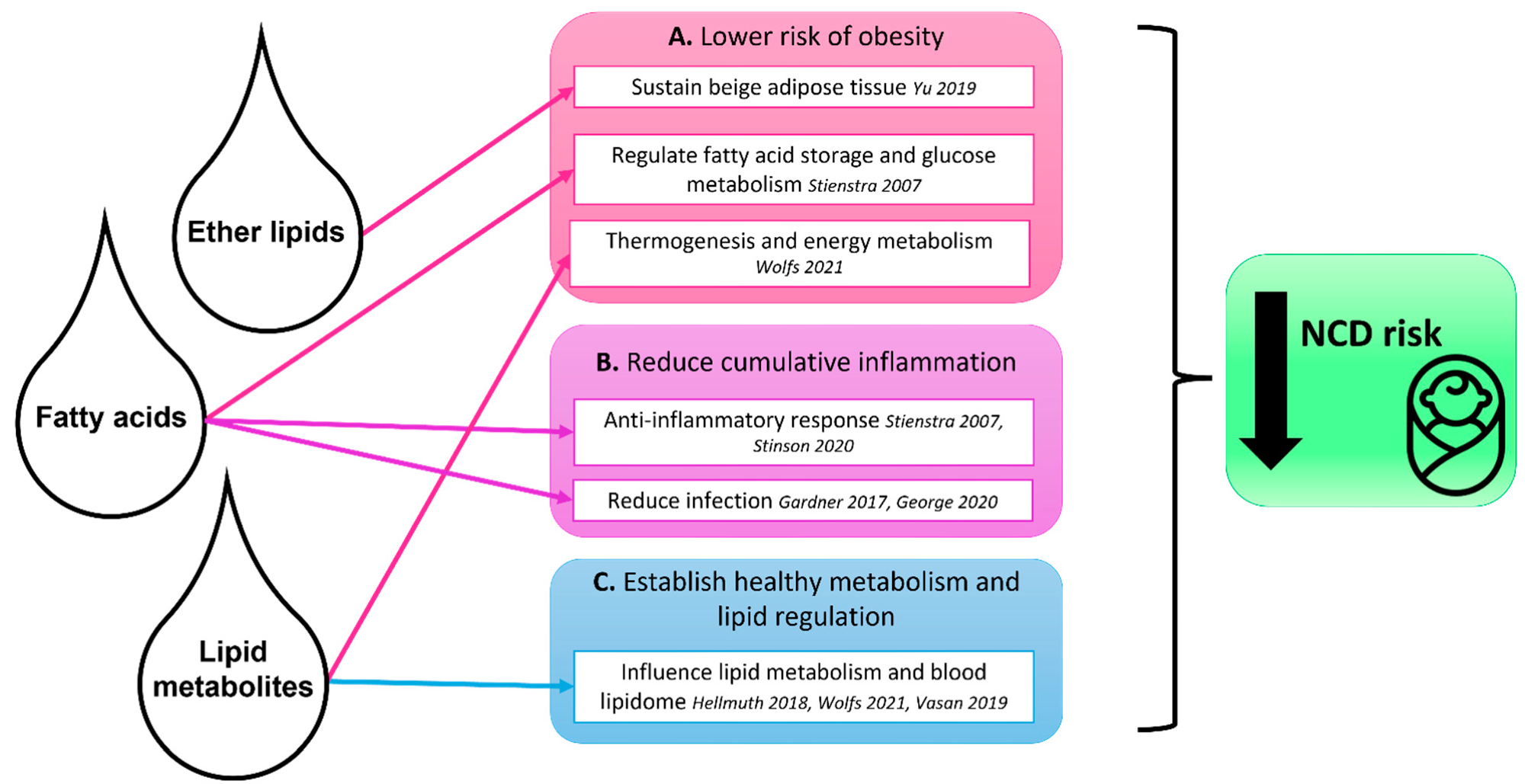 Summary of the possible roles of bioactive human milk lipids and lipid metabolites in protecting the infant against non-communicable disease risk. Lipids and lipid metabolites are delivered to the infant early in life through human milk and contribute to (A) lower risk of obesity, (B) reduction in cumulative inflammation, and (C) establishment of healthy metabolism and lipid regulation. Arrows indicate identified associations between human milk components and infant protection, as per the literature.