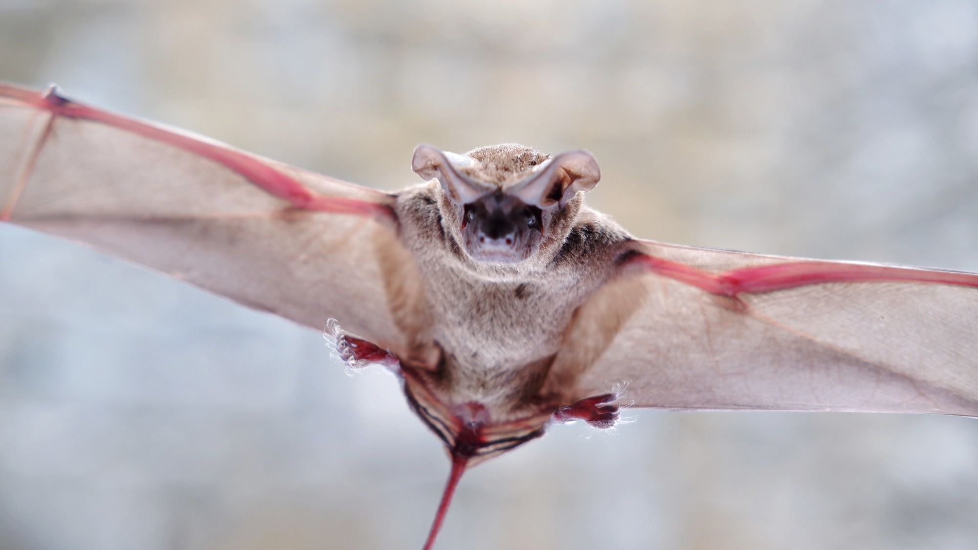 Tadarida brasiliensis known as Mexican free-tailed bat.