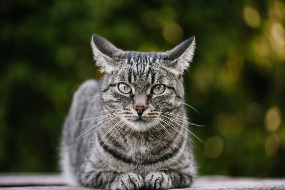 Study: A linear DNA vaccine candidate encoding the SARS-CoV-2 Receptor Binding Domain elicits protective immunity in domestic cats. Image Credit: Karrrtinki/Shutterstock