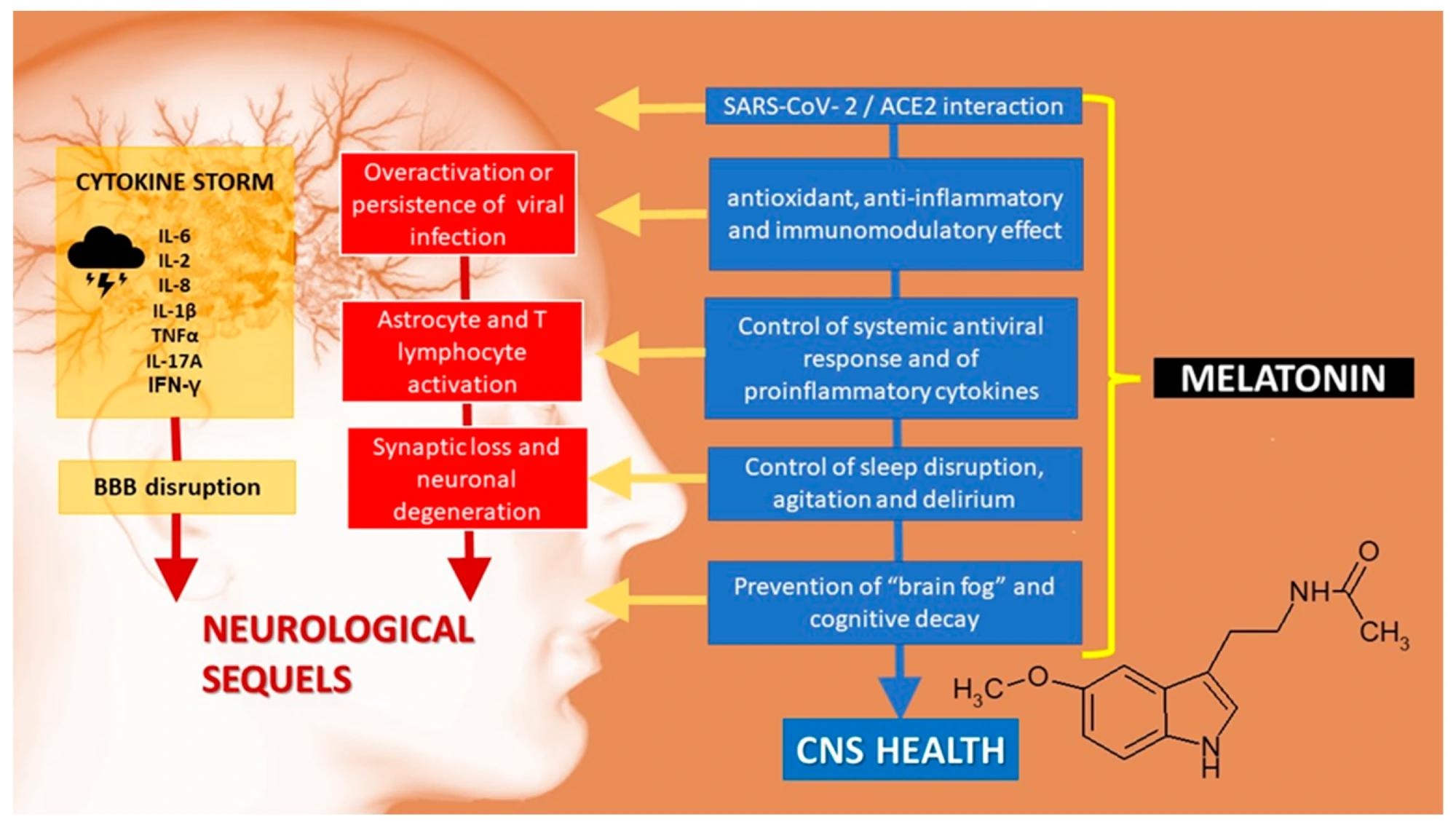 Central nervous system sequelae of SARS-CoV-2 infection. ACE2: angiotensin-converting enzyme 2. BBB: blood–brain barrier.