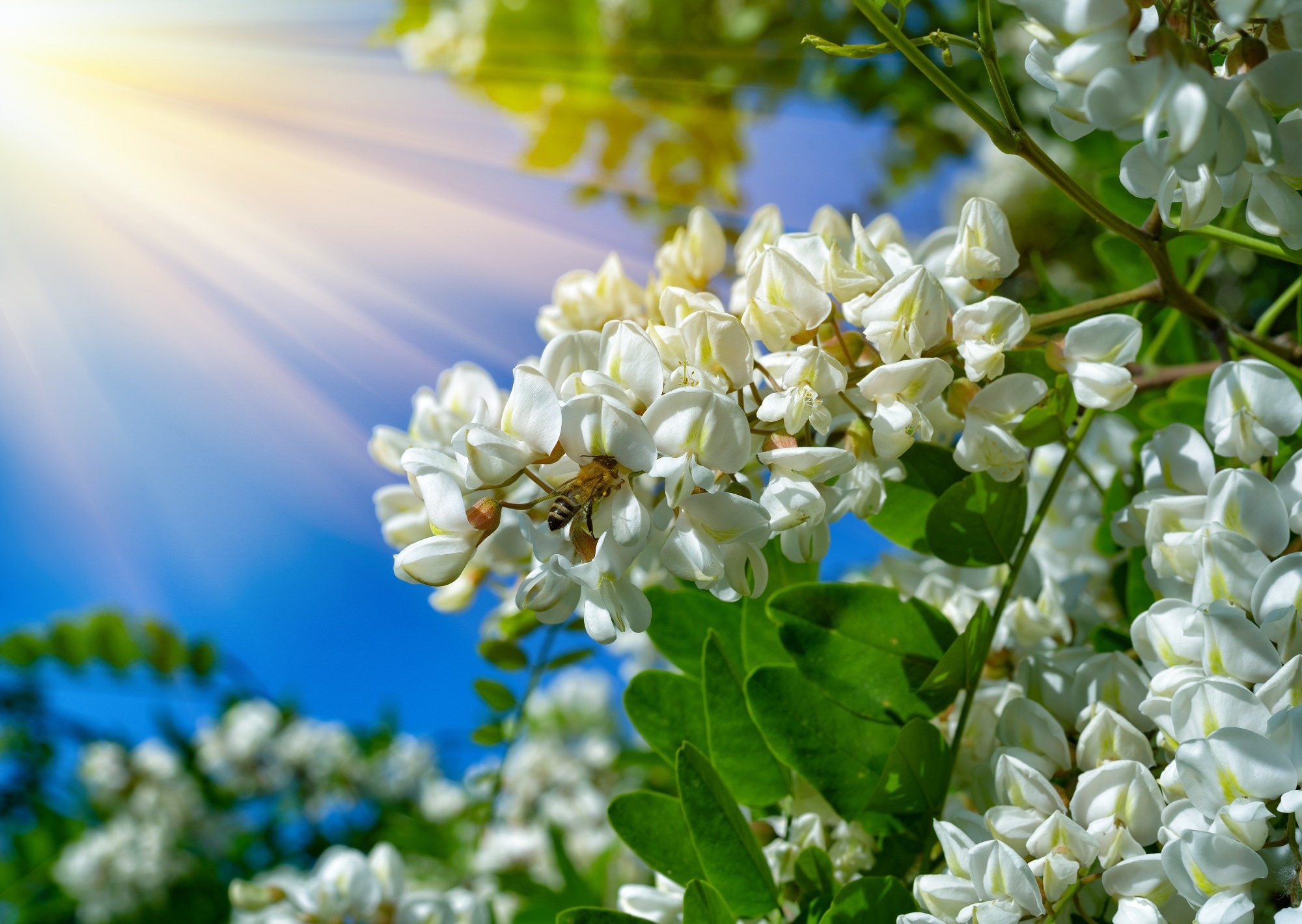 False acacia (black locust). Image Credit: Artur Synenko / Shutterstock