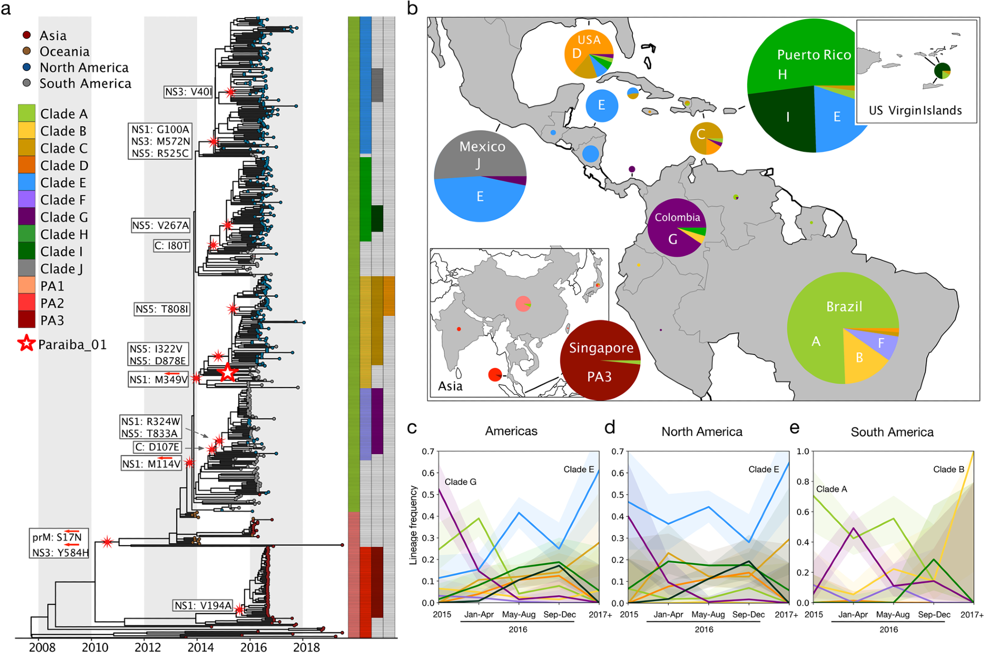 13 major Zika virus lineages defined by nonsynonymous mutations. (a) Zika phylogeny partitioned into 13 lineages defined by nonsynonymous mutations. Large red and white star: location of the initial infectious clone into which specific mutations were introduced. White boxes: nonsynonymous mutations introduced into the initial infectious clone to model each lineage. Red arrows: lineage-defining nonsynonymous mutations that were reverted to their ancestral states. (b) Proportions of clades circulating in countries across the Americas and Asia. Pie sizes represent the number of sequences. (Map made with the coastlines basemap from Natural Earth.) Temporal frequencies of sequenced ZIKV isolates across the Americas (c), North America (including the Caribbean and Central America) (d), South America (e) with 95% confidence intervals. Timepoint 2015- represents isolates collected during or before 2015. Timepoint 2017+ represents isolates collected during or after 2017.