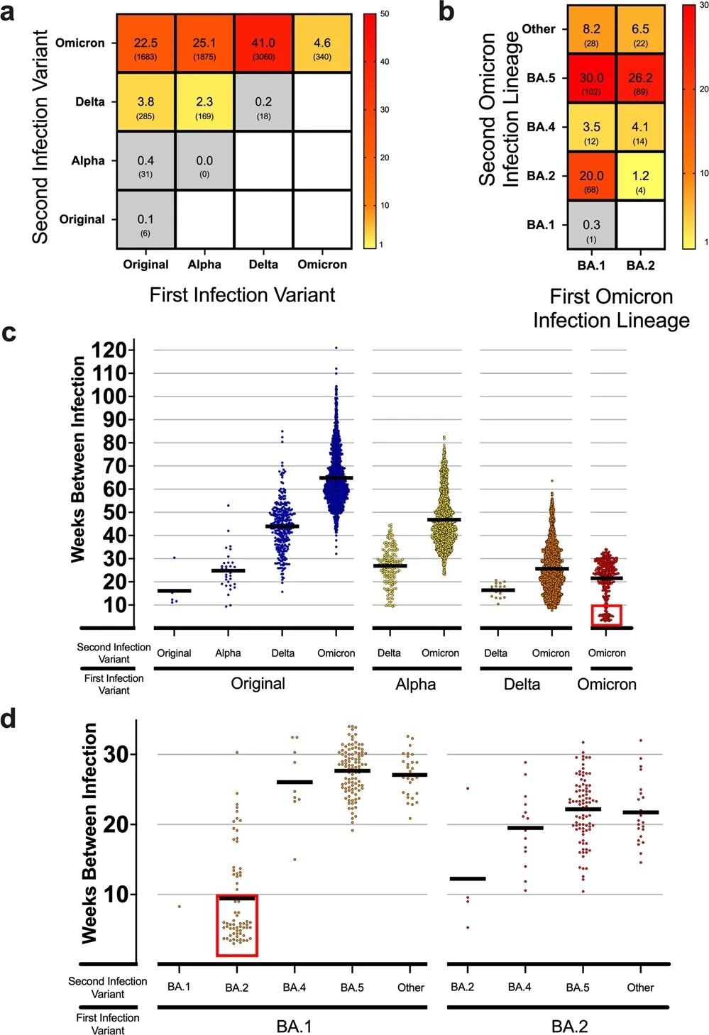 a Heatmap showing the frequency of total reinfections between two variants for both an initial infection and reinfection in Denmark. Raw counts shown below frequency value in parenthesis. No data was available for blank white squares. n = 7467 reinfection cases. b Heatmap showing the reinfection frequency between an initial Omicron infection and a second Omicron infection by sub-linage in Denmark. Raw counts shown below frequency value in parenthesis. No data was available for blank white squares. n = 340 Omicron-to-Omicron reinfection cases. c Scatterplot showing the time between cases (weeks) for the first and second infection of different variants in Denmark. Means of groups are shown with black bars. The red square highlights a number of early Omicron-to-Omicron cases mentioned in the text that occur before a 10-week period. n = 7467 reinfection cases. d Scatterplot for the time between cases (weeks) for Omicron-to-Omicron infections by lineage in Denmark. Means of groups are shown with black bars. The red square highlights early Omicron-to-Omicron cases mentioned in the text that occur before a 10-week period for specific sub-lineage. n = 340 Omicron-to-Omicron reinfection cases.