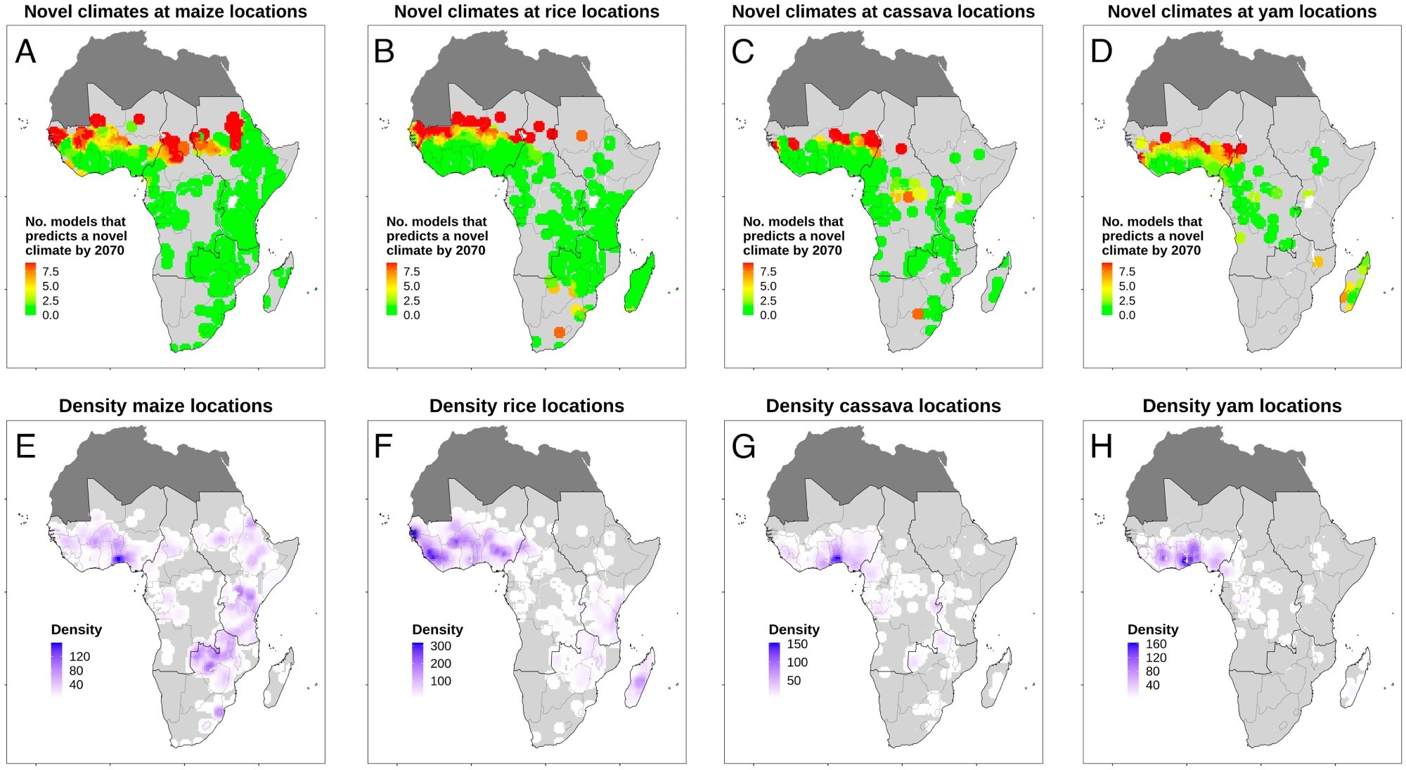 Heat maps showing novel climates by the year 2070 under emission scenario SSP5-8.5 predicted with concave hull modeling for the present production locations of the four major staples of maize, rice, cassava, and yams. Panels A and E refer to maize; panels B and F refer to rice; panels C and G refer to cassava; and panels D and H refer to yams. Panels A to D show the level of consensus among nine General Circulation Models used in the modeling. Panels E to H show the density of major staples’ present location data used in the modeling. For further information on analysis. Thicker outlines on maps reveal the four subregions of the African Union that were considered separately in our analyses: West, Central, East (including Madagascar), and Southern Africa. For heat maps showing predicted novel climates by 2070 under emission scenario SSP2-4.5