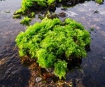 Unlocking the potential of green seaweeds: Study explores nutrients, active substances