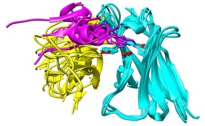 Discovery may change the way people think about immune strategies