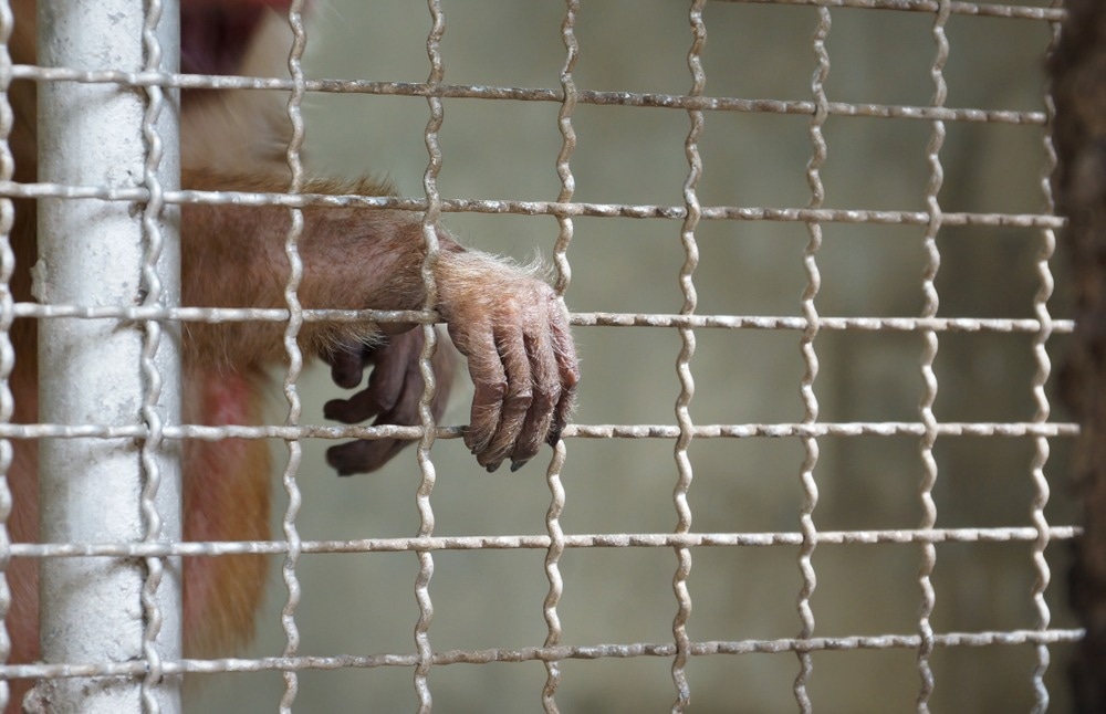 Study: Global governance for pandemic prevention and the wildlife trade. Image Credit: wk1003mike/Shutterstock.com